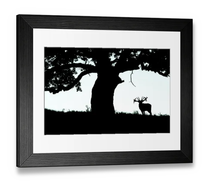 Framed Print : Silhouette of Red deer (Cervus elaphus) stag standing under a tree, Bradgate Park, Leicestershire, UK. October Framed Print : Silhouette of Red deer (Cervus elaphus) stag standing under a tree, Bradgate Park, Leicestershire, UK. October