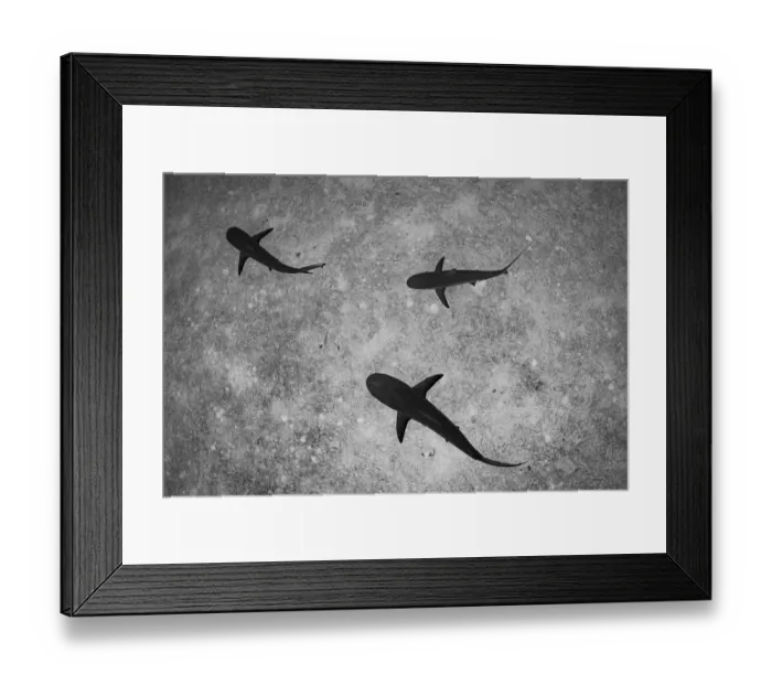 Framed Print : Caribbean reef sharks (Carcharhinus perezi) swimming near Eleuthera Island, Bahamas, North Atlantic Ocean Framed Print : Caribbean reef sharks (Carcharhinus perezi) swimming near Eleuthera Island, Bahamas, North Atlantic Ocean