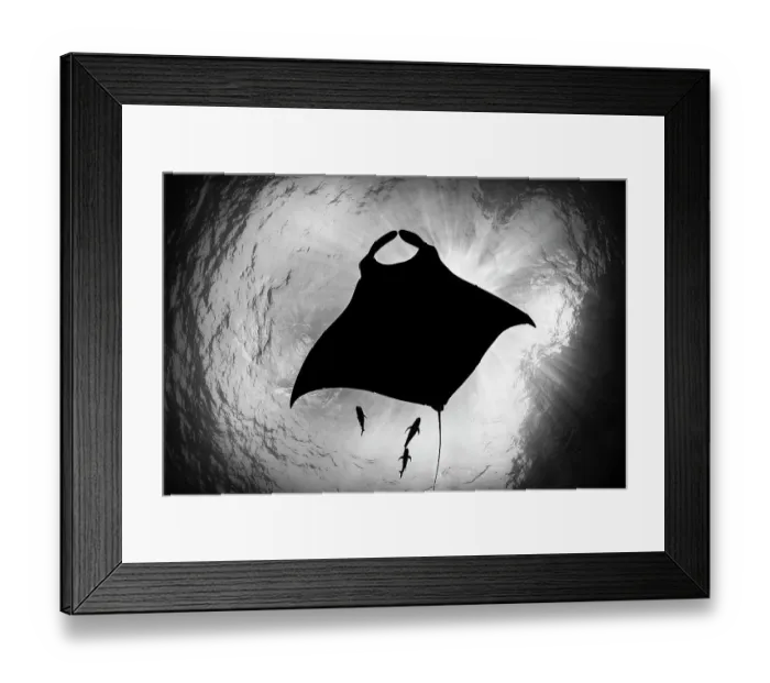 Framed Print : Oceanic manta ray (Mobula birostris) accompanied by three Black jacks (Caranx lugubris) silhouetted, Revillagigedo Islands, Mexico, Pacific Ocean Framed Print : Oceanic manta ray (Mobula birostris) accompanied by three Black jacks (Caranx lugubris) silhouetted, Revillagigedo Islands, Mexico, Pacific Ocean