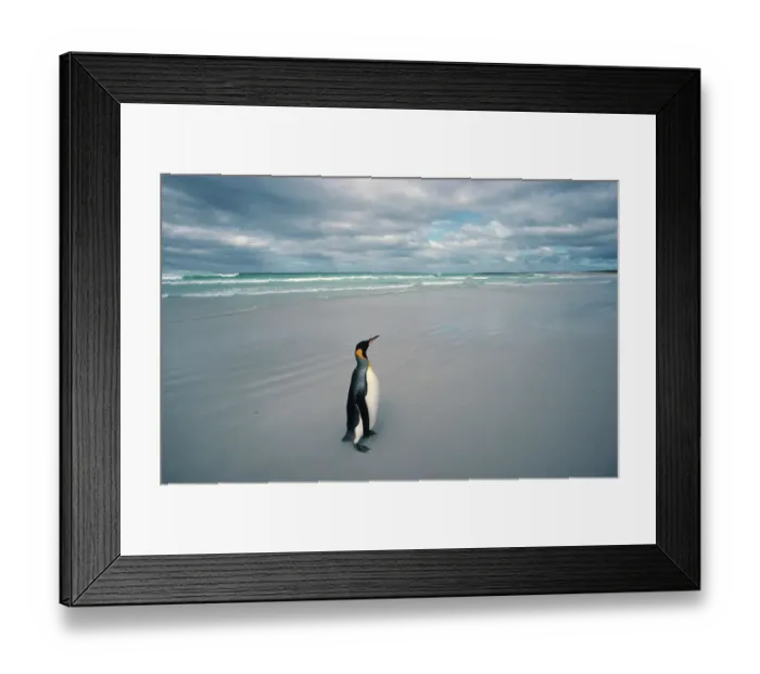 Framed Print : King penguin alone on beach {Aptenodytes patagoni} Falkland Islands Framed Print : King penguin alone on beach {Aptenodytes patagoni} Falkland Islands