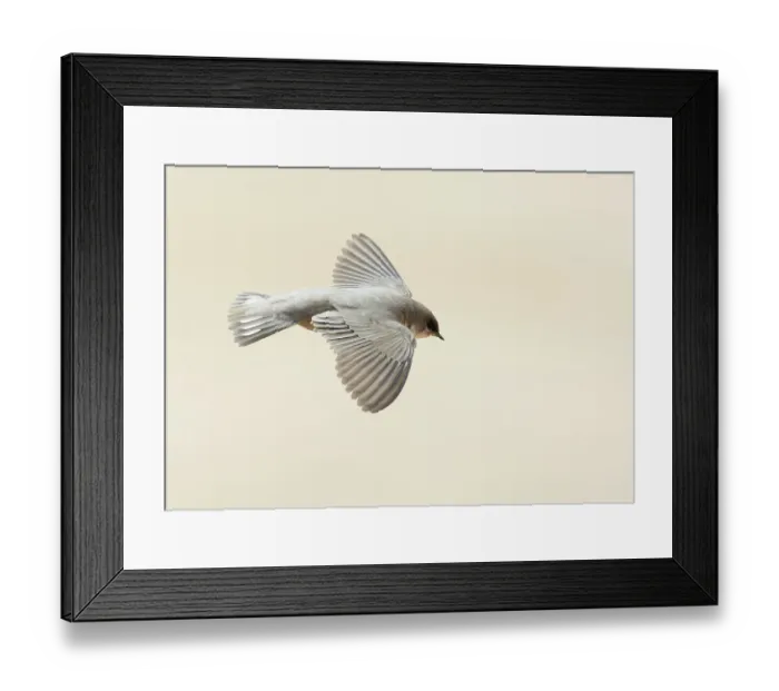 Framed Print : Rock Martin (ptyonoprogne fuligula)in flight, Israel Framed Print : Rock Martin (ptyonoprogne fuligula)in flight, Israel