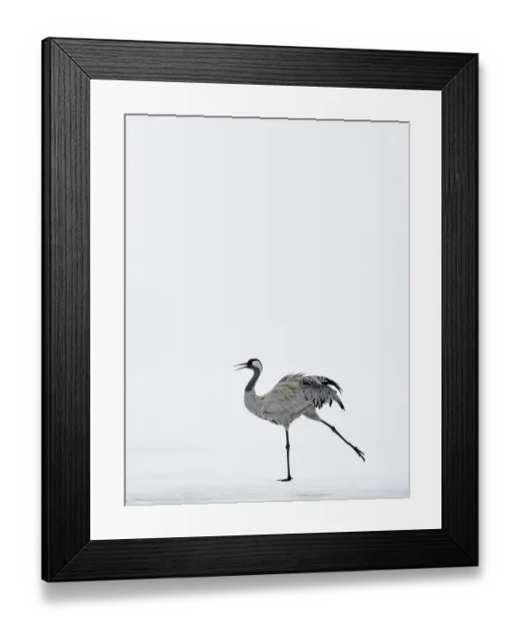 Framed Print : Common Crane (Grus grus) displaying in snow, Kuusamo Finland, April (Some background added.) Framed Print : Common Crane (Grus grus) displaying in snow, Kuusamo Finland, April (Some background added.)