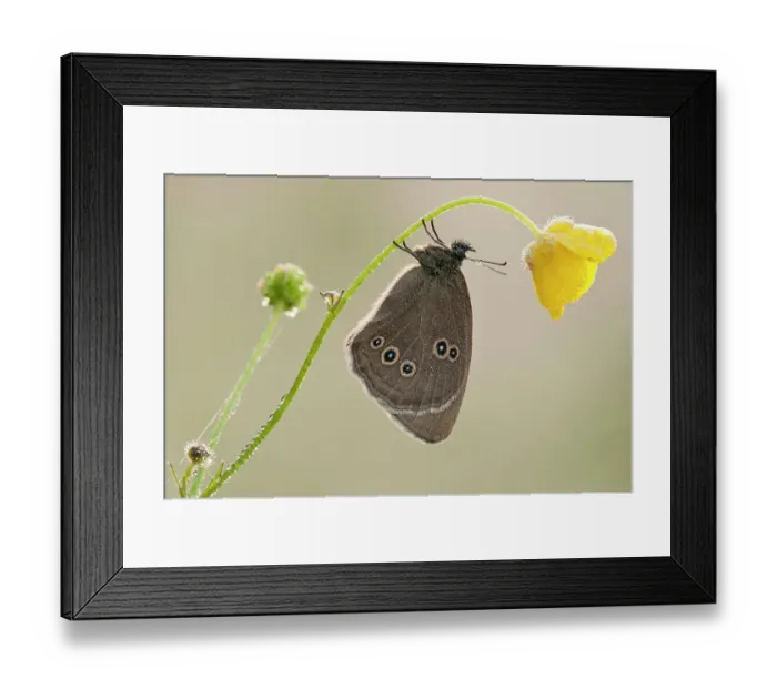 Framed Print : Ringlet butterfly {Aphantopus hyperantus} resting on buttercup, Denmark Farm, Lampeter, Wales, UK. June Framed Print : Ringlet butterfly {Aphantopus hyperantus} resting on buttercup, Denmark Farm, Lampeter, Wales, UK. June