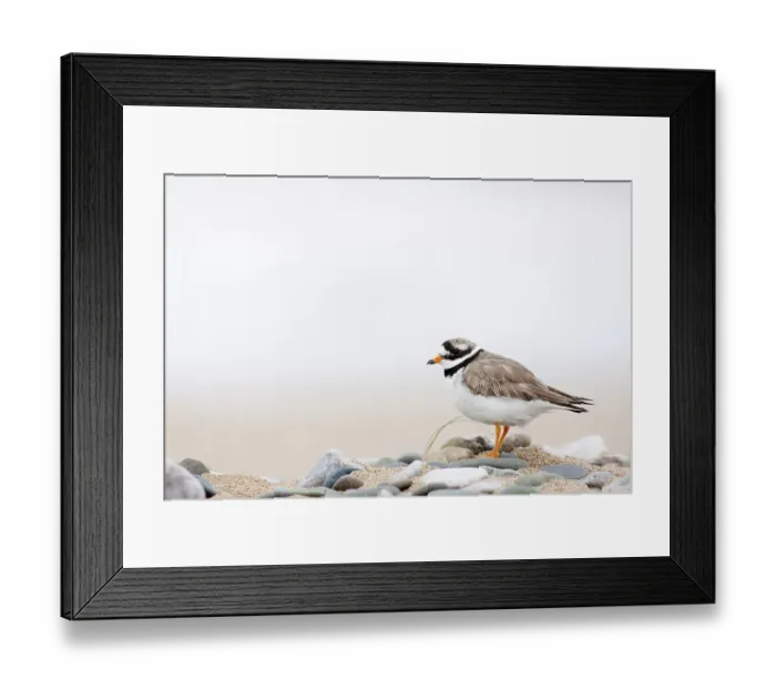 Framed Print : Ringed plover (Charadrius hiaticula) on pebble beach, Wales, UK July Framed Print : Ringed plover (Charadrius hiaticula) on pebble beach, Wales, UK July