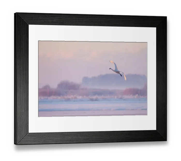 Framed Print : Whooper swan (Cygnus cygnus) in flight over frozen lake at dusk, Lancashire, UK December Framed Print : Whooper swan (Cygnus cygnus) in flight over frozen lake at dusk, Lancashire, UK December