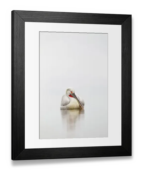 Framed Print : Dalmatian pelican (Pelecanus crispus) resting on water in mist, Lake Kerkini, Greece, March Framed Print : Dalmatian pelican (Pelecanus crispus) resting on water in mist, Lake Kerkini, Greece, March