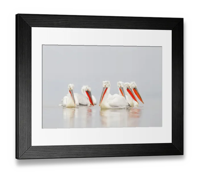 Framed Print : Dalmatian pelicans (Pelecanus crispus) group on water in mist, Lake Kerkini, Greece, February Framed Print : Dalmatian pelicans (Pelecanus crispus) group on water in mist, Lake Kerkini, Greece, February