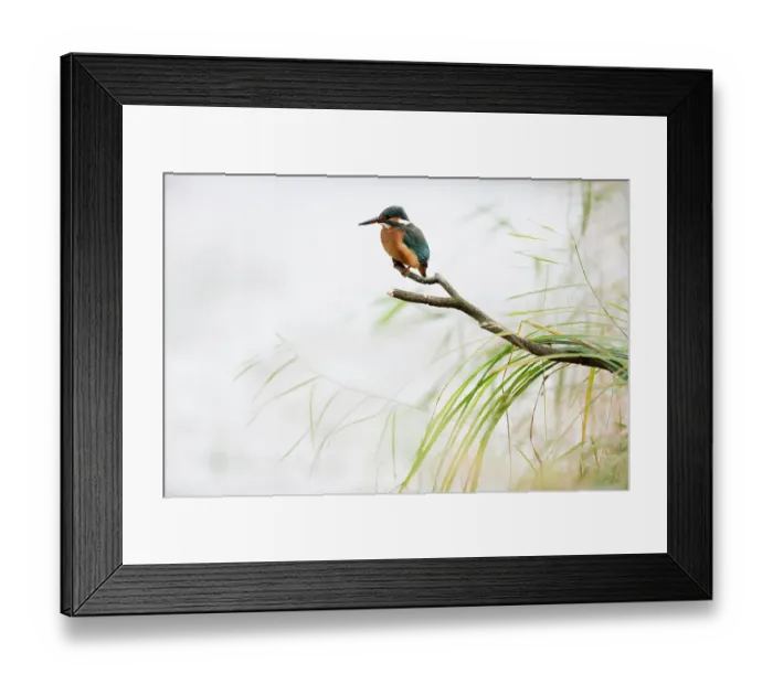 Framed Print : Kingfisher (Alcedo atthis) perched on branch, Black Forest, Baden-Wurttemberg, Germany Framed Print : Kingfisher (Alcedo atthis) perched on branch, Black Forest, Baden-Wurttemberg, Germany