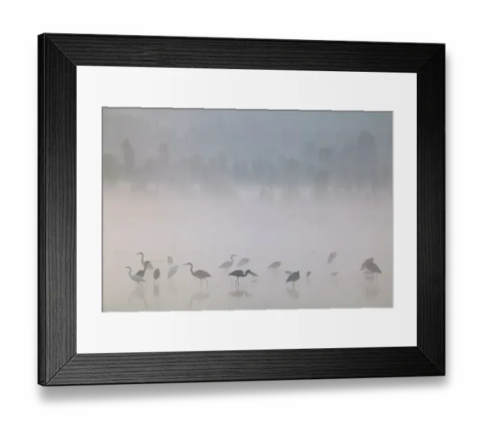 Framed Print : Waterfowl at dawn with mist, including Great blue heron (Ardea herodias herodias), American avocet (Recurvirostra americana), Northern shoveler (Anas clypeata), Xochimilco wetlands, Mexico City, Mexico. February