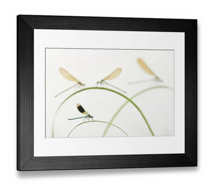 Framed Print : Banded demoiselle (Calopteryx splendens) group of four on plant stems, River Leijgraaf, Nijmegen, the Netherlands, August 2013. Finalist in the Invertebrate category of the Wildlife Photographer of the Year Awards (WPOY) Competition 2015 Framed Print : Banded demoiselle (Calopteryx splendens) group of four on plant stems, River Leijgraaf, Nijmegen, the Netherlands, August 2013. Finalist in the Invertebrate category of the Wildlife Photographer of the Year Awards (WPOY) Competition 2015