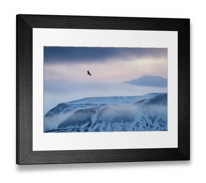 Framed Print : White-tailed eagle (Haliaeetus albicilla) in flight over mountain landscape at dusk, Iceland, January Framed Print : White-tailed eagle (Haliaeetus albicilla) in flight over mountain landscape at dusk, Iceland, January