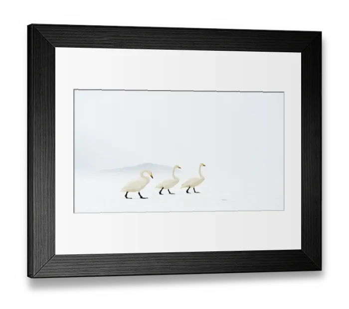 Framed Print : Whooper swans (Cygnus cygnus) group of three, camouflaged on frozen lake, Kussharo, Hokkaido Japan Framed Print : Whooper swans (Cygnus cygnus) group of three, camouflaged on frozen lake, Kussharo, Hokkaido Japan