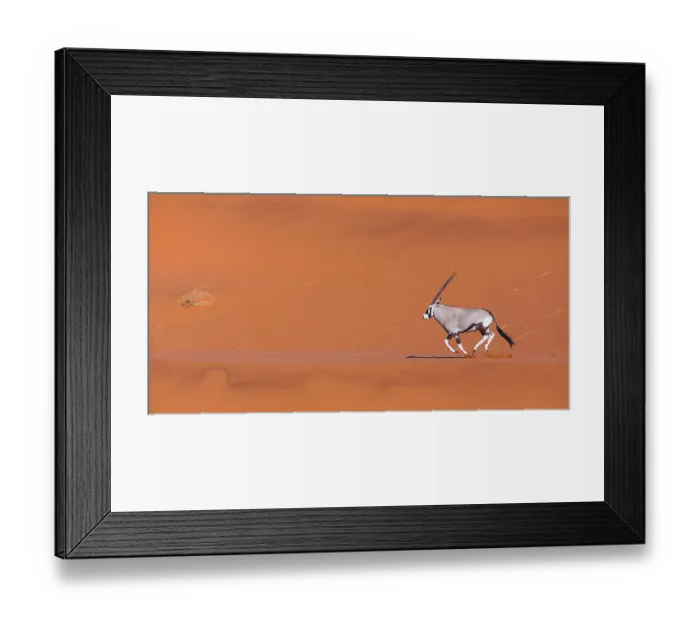 Framed Print : Gemsbok (Oryx gazella) running in sand dunes, Namib Desert, Namibia Framed Print : Gemsbok (Oryx gazella) running in sand dunes, Namib Desert, Namibia