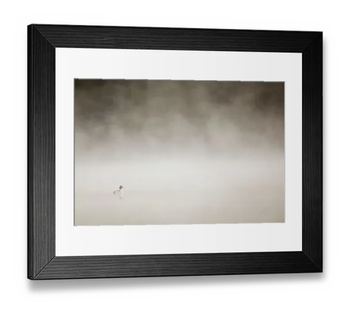 Framed Print : Goldeneye (Bucephala clangula) male on loch on misty morning, Loch Vaa, Cairngorms National Park, Scotland, UK, April Framed Print : Goldeneye (Bucephala clangula) male on loch on misty morning, Loch Vaa, Cairngorms National Park, Scotland, UK, April
