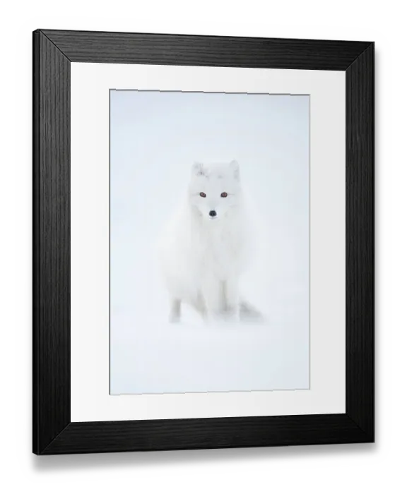 Framed Print : RF - Arctic fox (Alopex lagopus) in winter pelage, camouflaged in snow. Svalbard, Norway, April (This image may be licensed either as rights managed or royalty free.) Framed Print : RF - Arctic fox (Alopex lagopus) in winter pelage, camouflaged in snow. Svalbard, Norway, April (This image may be licensed either as rights managed or royalty free.)