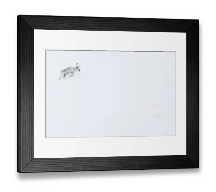 Framed Print : RF - Reindeer (Rangifer tarandus) walking up slope in snow. Svalbard, Norway, April. (This image may be licensed either as rights managed or royalty free.)