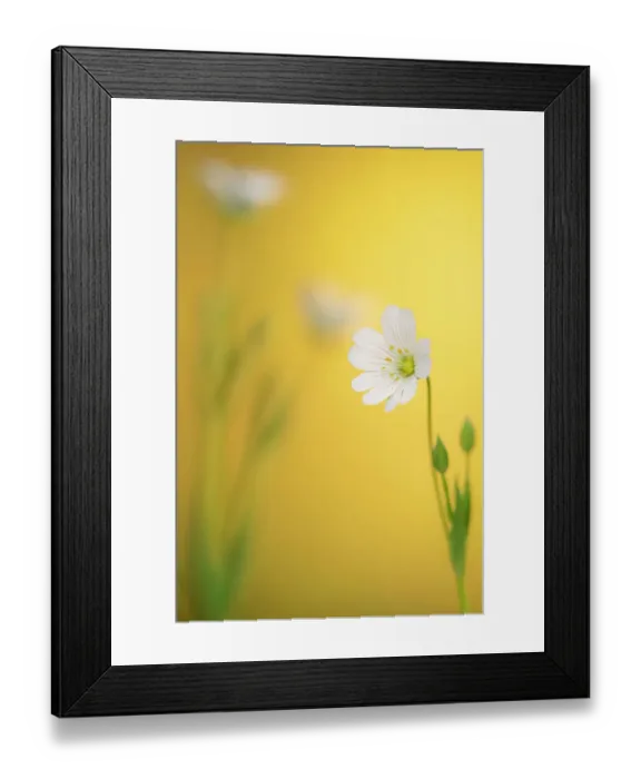 Framed Print : Close up of Greater stitchwort (Stellaria holostea) flower in evening light, Broxwater, Cornwall, UK. April Framed Print : Close up of Greater stitchwort (Stellaria holostea) flower in evening light, Broxwater, Cornwall, UK. April