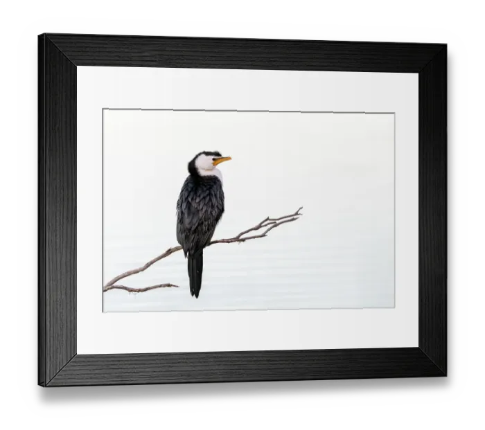 Framed Print : Little pied cormorant (Microcarbo melanoleucos) perched on branch protruding out of water. Eden NSW, Australia Framed Print : Little pied cormorant (Microcarbo melanoleucos) perched on branch protruding out of water. Eden NSW, Australia