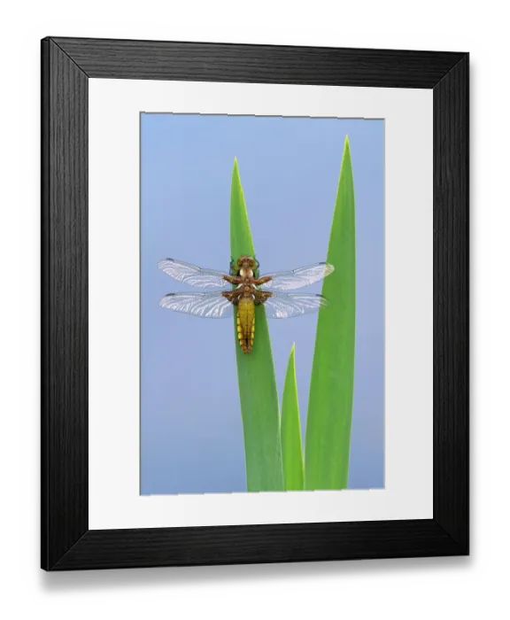 Framed Print : Broad-bodied chaser dragonfly (Libellula depressa) resting on reeds. Cornwall, England, UK. April Framed Print : Broad-bodied chaser dragonfly (Libellula depressa) resting on reeds. Cornwall, England, UK. April