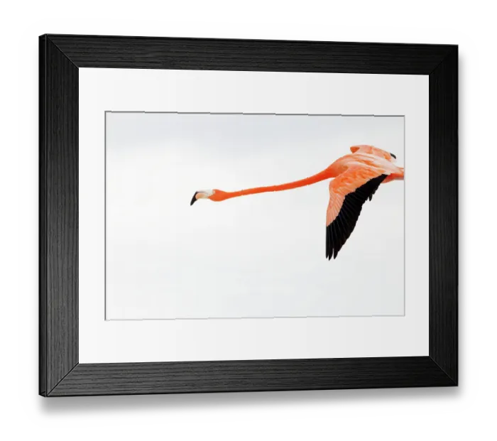 Framed Print : Caribbean flamingo (Phoenicopterus ruber) flying, Ria Celestun Biosphere Reserve, Yucatan Peninsula, Mexico, January. Bookplate Framed Print : Caribbean flamingo (Phoenicopterus ruber) flying, Ria Celestun Biosphere Reserve, Yucatan Peninsula, Mexico, January. Bookplate