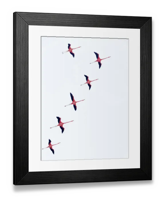 Framed Print : Caribbean flamingo (Phoenicopterus ruber) flock flying in formation, Ria Celestun Biosphere Reserve, Yucatan Peninsula, Mexico, January. Bookplate Framed Print : Caribbean flamingo (Phoenicopterus ruber) flock flying in formation, Ria Celestun Biosphere Reserve, Yucatan Peninsula, Mexico, January. Bookplate