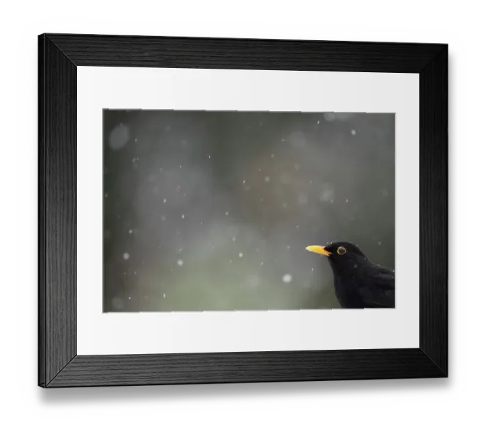 Framed Print : Blackbird (Turdus merula) and falling snow. Leicestershire, UK, February Framed Print : Blackbird (Turdus merula) and falling snow. Leicestershire, UK, February