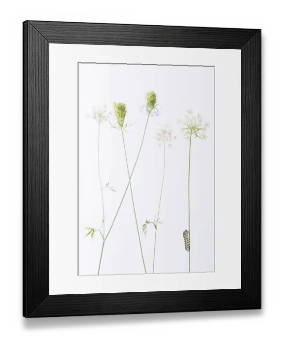 Framed Print : Swallowtail butterfly (Papilio machaon) caterpillar on Wild carrot (Daucus carota) flowers. The Netherlands. August Framed Print : Swallowtail butterfly (Papilio machaon) caterpillar on Wild carrot (Daucus carota) flowers. The Netherlands. August