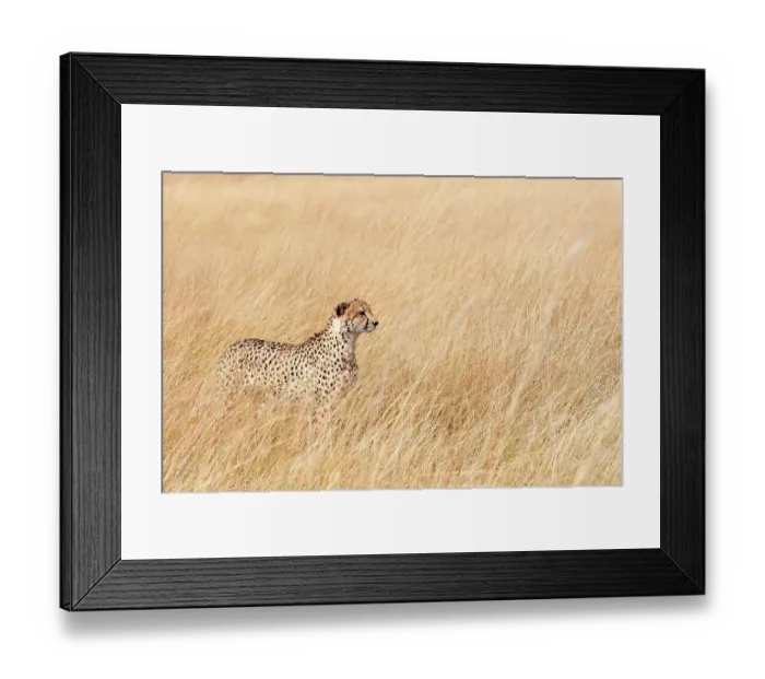Framed Print : Female Cheetah (Acinonyx jubatus) standing in long grass on the savannah, Okavango Delta, Botswana, Africa Framed Print : Female Cheetah (Acinonyx jubatus) standing in long grass on the savannah, Okavango Delta, Botswana, Africa