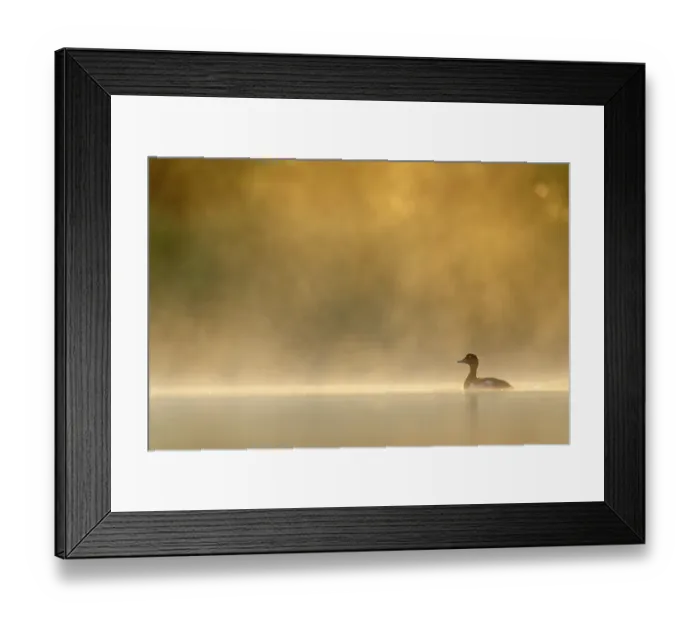 Framed Print : Tufted duck (Aythya fuligula) on water on a misty morning, Valkenhorst Nature Reserve, Valkenswaard, The Netherlands. June Framed Print : Tufted duck (Aythya fuligula) on water on a misty morning, Valkenhorst Nature Reserve, Valkenswaard, The Netherlands. June