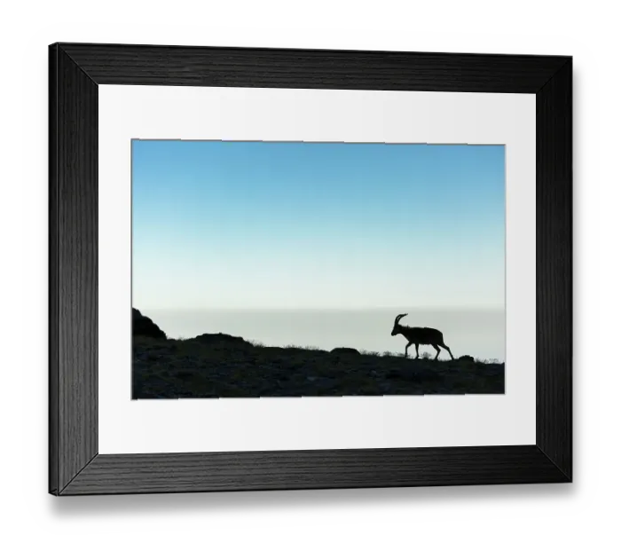 Framed Print : Iberian ibex (Capra pyrenaica), adult male, walking along mountain ridge. Sierra Nevada National Park, Andalusia, Spain. June