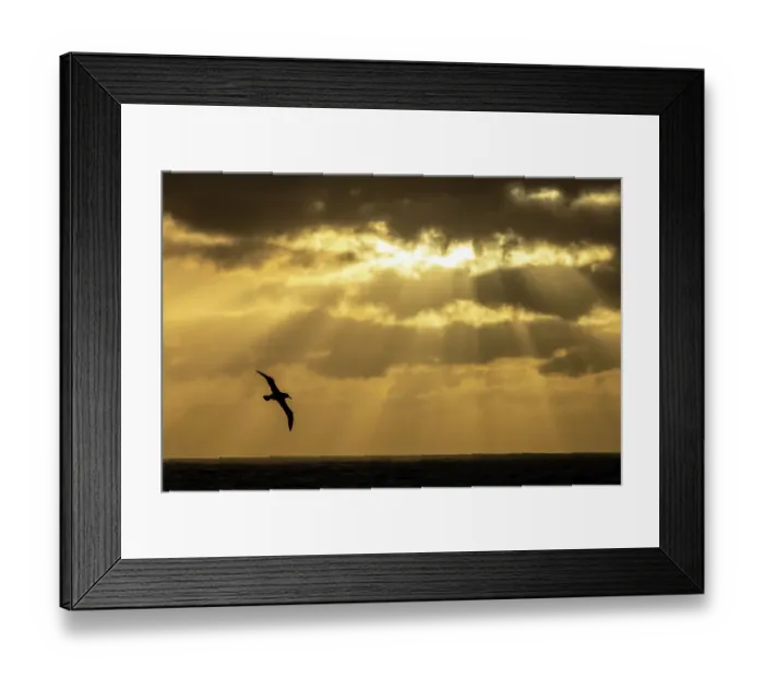 Framed Print : Light-mantled sooty albatross (Phoebetria palpebrata) in flight at sunset, Southern Ocean between Invercargill and Campbell Island, New Zealand, December Framed Print : Light-mantled sooty albatross (Phoebetria palpebrata) in flight at sunset, Southern Ocean between Invercargill and Campbell Island, New Zealand, December