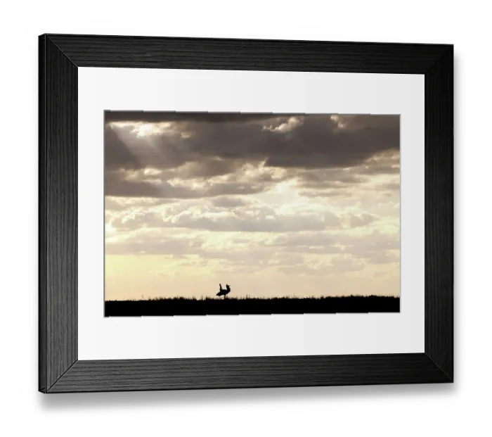 Framed Print : Kori bustard (Ardeotis kori) male, performing mating display, silhouetted at dusk, El Karama Wilderness Conservancy, northern Kenya Framed Print : Kori bustard (Ardeotis kori) male, performing mating display, silhouetted at dusk, El Karama Wilderness Conservancy, northern Kenya