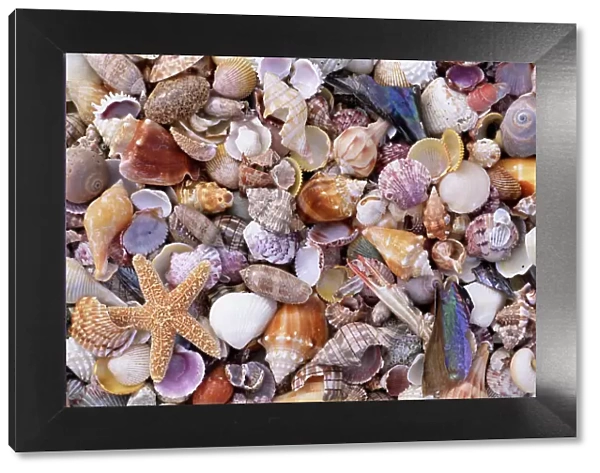 Mixed sea shells on beach, Sarasata, Florida, USA