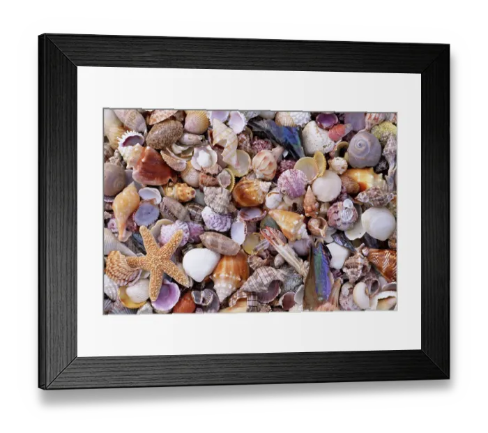 Framed Print : Mixed sea shells on beach, Sarasata, Florida, USA Framed Print : Mixed sea shells on beach, Sarasata, Florida, USA