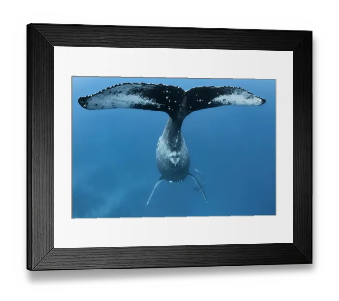 Framed Print : Humpback whale (Megaptera novaeangliae), fluke of female with male calf playing below, Vava'u, Tonga, Pacific Ocean Framed Print : Humpback whale (Megaptera novaeangliae), fluke of female with male calf playing below, Vava'u, Tonga, Pacific Ocean