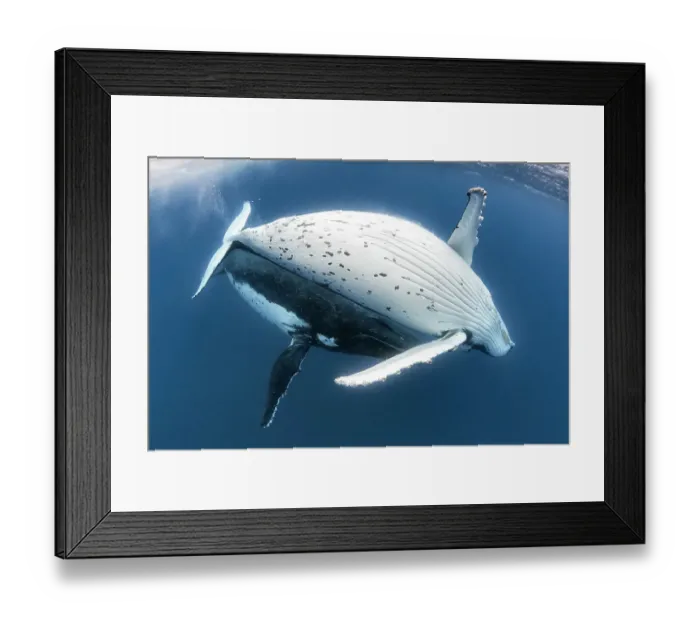 Framed Print : Humpback whale (Megaptera novaeangliae australis) courtship, with the female above showing her abdomen and the male below. Vava'u, Tonga. Pacific Ocean Framed Print : Humpback whale (Megaptera novaeangliae australis) courtship, with the female above showing her abdomen and the male below. Vava'u, Tonga. Pacific Ocean