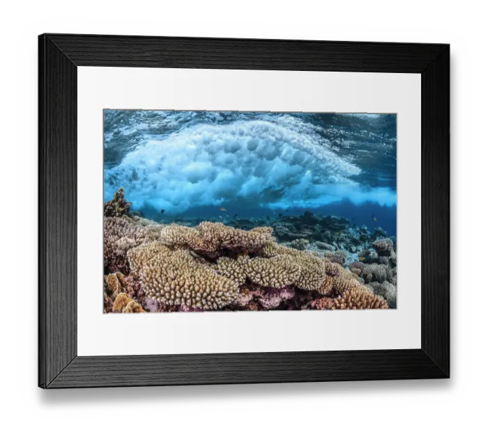 Framed Print : Wave breaking over the reef, Table coral (Acropora) Safaga, Egypt, Red Sea Framed Print : Wave breaking over the reef, Table coral (Acropora) Safaga, Egypt, Red Sea