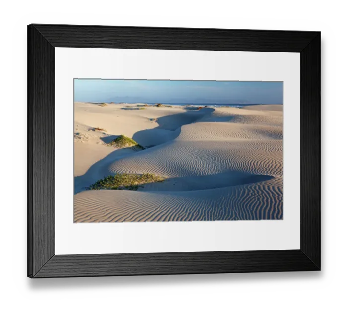 Framed Print : Coastal dune vegetation, Bahia Magdalena, Baja California Peninsula, June Framed Print : Coastal dune vegetation, Bahia Magdalena, Baja California Peninsula, June