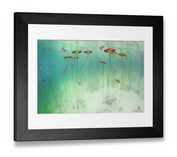 Framed Print : Underwater view of Waterlilies (Nymphaea alba) in a lake. Alps, Ain, France, June Framed Print : Underwater view of Waterlilies (Nymphaea alba) in a lake. Alps, Ain, France, June