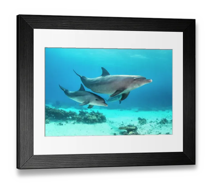 Framed Print : Bottlenose dolphin (Tursiops aduncus) mother baby swimming over a coral reef. Sha'ab El Erg, Hurghada, Egypt. Red Sea Framed Print : Bottlenose dolphin (Tursiops aduncus) mother baby swimming over a coral reef. Sha'ab El Erg, Hurghada, Egypt. Red Sea