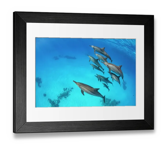 Framed Print : Pod of Spinner dolphins (Stenella longirostris) swimming close to the surface. Sataya Reef, Fury Shoal, Marsa Alam, Egypt. Red Sea Framed Print : Pod of Spinner dolphins (Stenella longirostris) swimming close to the surface. Sataya Reef, Fury Shoal, Marsa Alam, Egypt. Red Sea