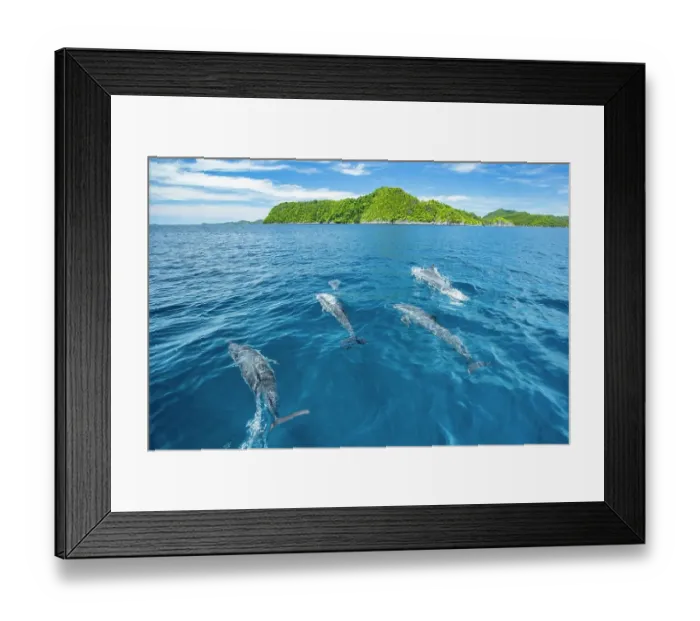 Framed Print : Spinner dolphins (Stenella longirostris) swimming close to surface with islands in background, Raja Ampat, Indonesia, Pacific Ocean Framed Print : Spinner dolphins (Stenella longirostris) swimming close to surface with islands in background, Raja Ampat, Indonesia, Pacific Ocean