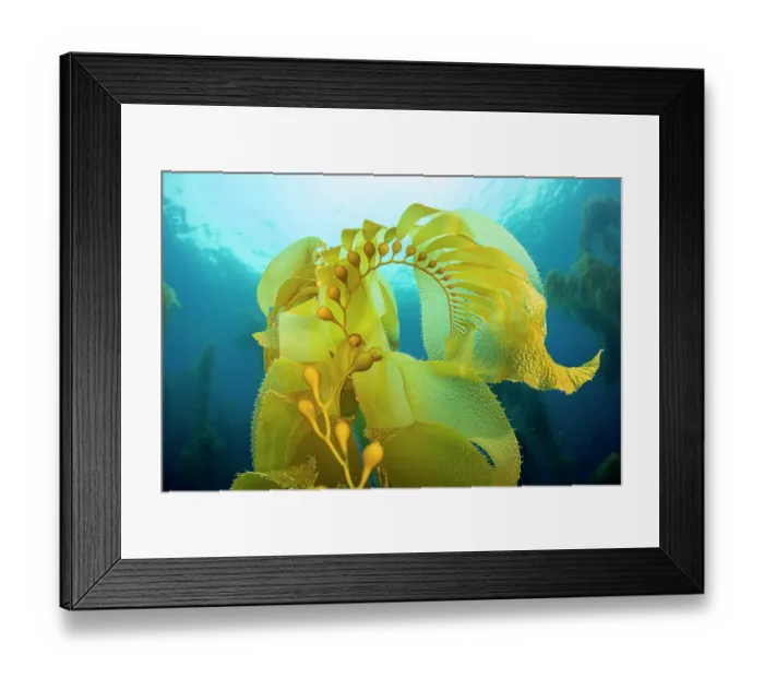 Framed Print : Giant kelp (Macrocystis pyrifera) reaching up toward the sea surface, off Santa Barbara Island, California, USA, Pacific Ocean Framed Print : Giant kelp (Macrocystis pyrifera) reaching up toward the sea surface, off Santa Barbara Island, California, USA, Pacific Ocean