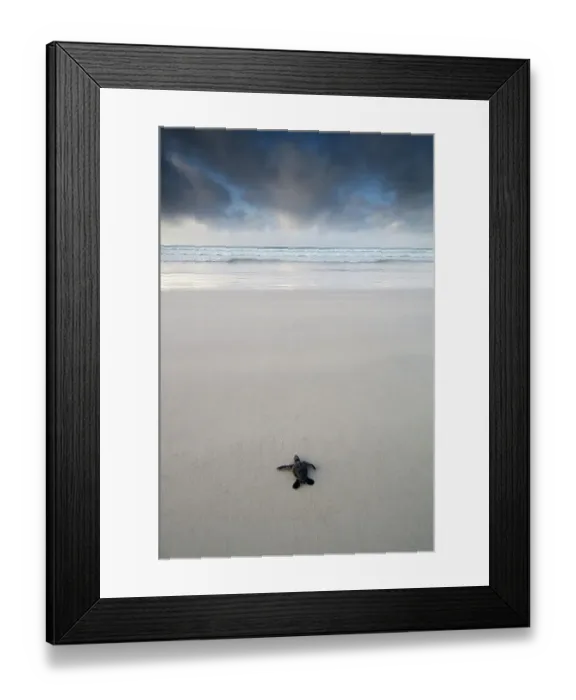 Framed Print : Galapagos green turtle hatchling (Chelonia mydas agassisi) heading for the ocean. Tortuga Bay, Santa Cruz Is, Galapagos Framed Print : Galapagos green turtle hatchling (Chelonia mydas agassisi) heading for the ocean. Tortuga Bay, Santa Cruz Is, Galapagos