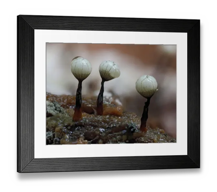 Framed Print : Slime mould (Cribraria rufa) line of three immature sporangia on rotting log, showing the net beginning to form around what will become the spore mass, Buckinghamshire, England, UK. October. Focus stacked Framed Print : Slime mould (Cribraria rufa) line of three immature sporangia on rotting log, showing the net beginning to form around what will become the spore mass, Buckinghamshire, England, UK. October. Focus stacked