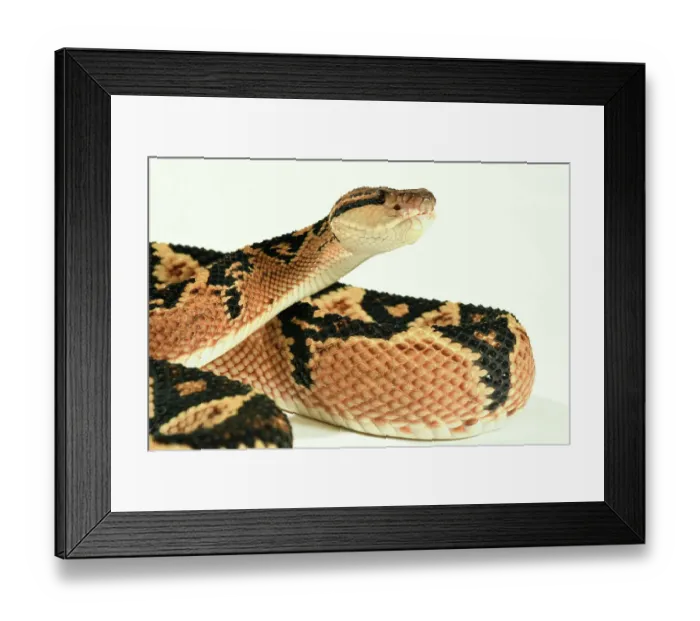 Framed Print : Bushmaster (Lachesis muta) with white background, captive from South America Framed Print : Bushmaster (Lachesis muta) with white background, captive from South America
