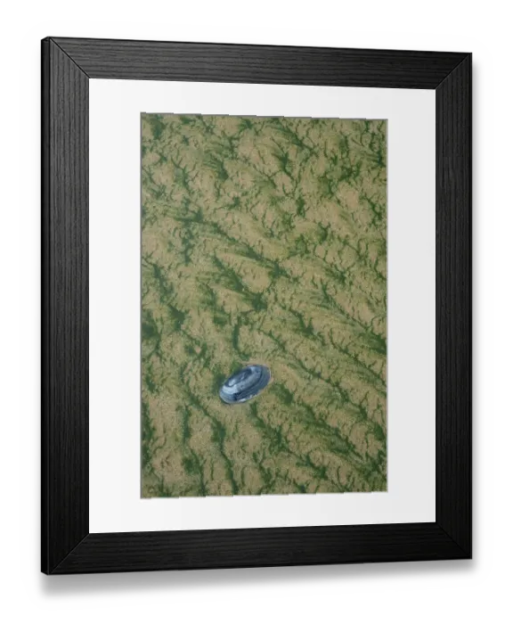 Framed Print : Patterns made in sand by Mint-sauce worms (Symsagittifera roscoffensis / Convoluta roscoffensis) sunbathing at low tide to allow the symbiotic algae to photosynthesise with bivalve shell. Costa de Caparica beach, Portugal. April 2017 Framed Print : Patterns made in sand by Mint-sauce worms (Symsagittifera roscoffensis / Convoluta roscoffensis) sunbathing at low tide to allow the symbiotic algae to photosynthesise with bivalve shell. Costa de Caparica beach, Portugal. April 2017