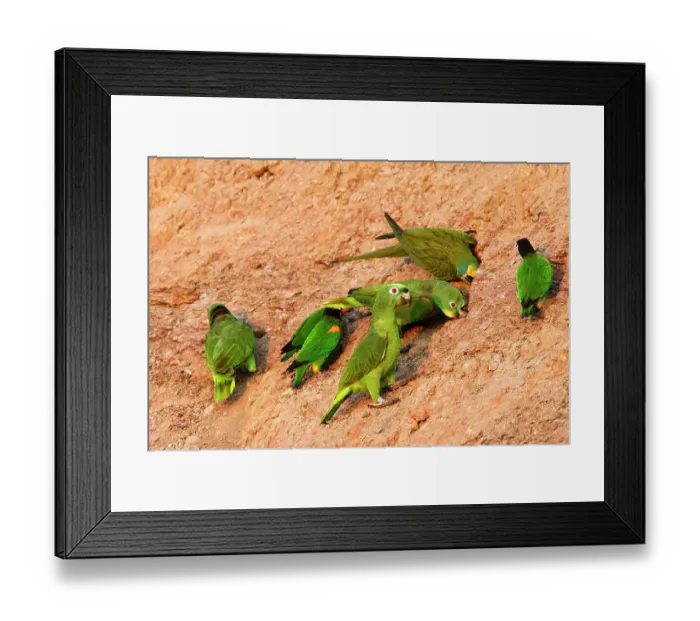 Framed Print : Yellow crowned parrot (Amazona ochrocephala) at clay lick, Tambopata Research Centre, Peru Framed Print : Yellow crowned parrot (Amazona ochrocephala) at clay lick, Tambopata Research Centre, Peru