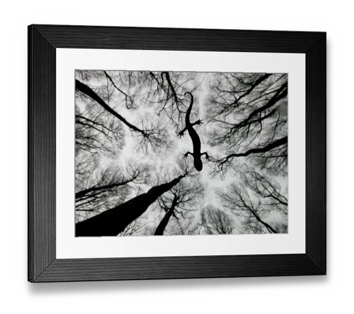 Framed Print : Crested newt (Triturus carnifex) Gelderland, The Netherlands, April. Winner of the Amphibians category of the Wildlife Photographer of the Year Awards (WPOY) Competition 2015. Winner of the Underwater Category of the GDT Photography Awards 2015 Framed Print : Crested newt (Triturus carnifex) Gelderland, The Netherlands, April. Winner of the Amphibians category of the Wildlife Photographer of the Year Awards (WPOY) Competition 2015. Winner of the Underwater Category of the GDT Photography Awards 2015