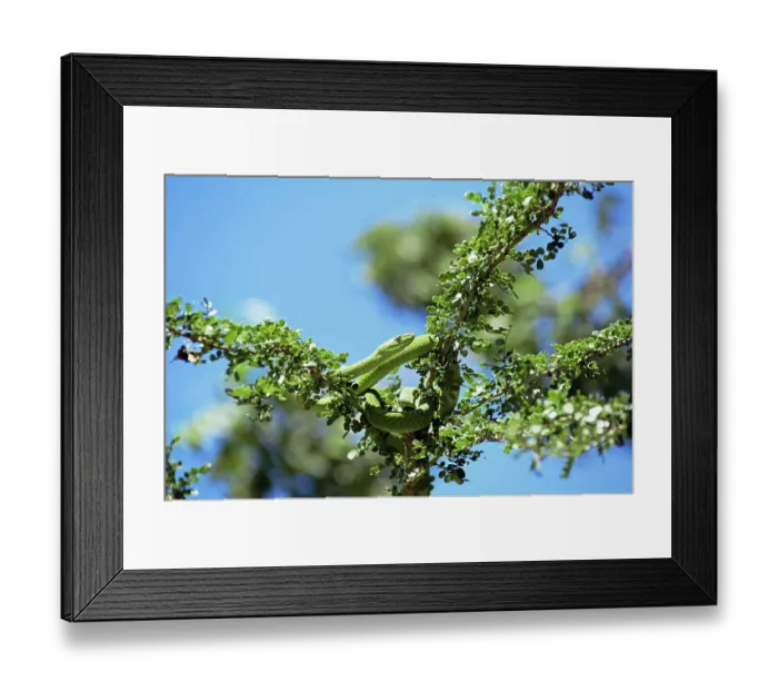 Framed Print : Eastern green mamba {Dendroaspis angusticeps} Arabuko-Sokoke forest, Kenya Framed Print : Eastern green mamba {Dendroaspis angusticeps} Arabuko-Sokoke forest, Kenya